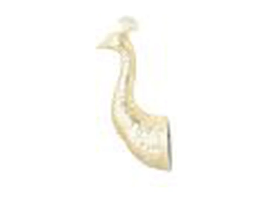 Wanddecoratie Furnilux – Goud – Pavo Design